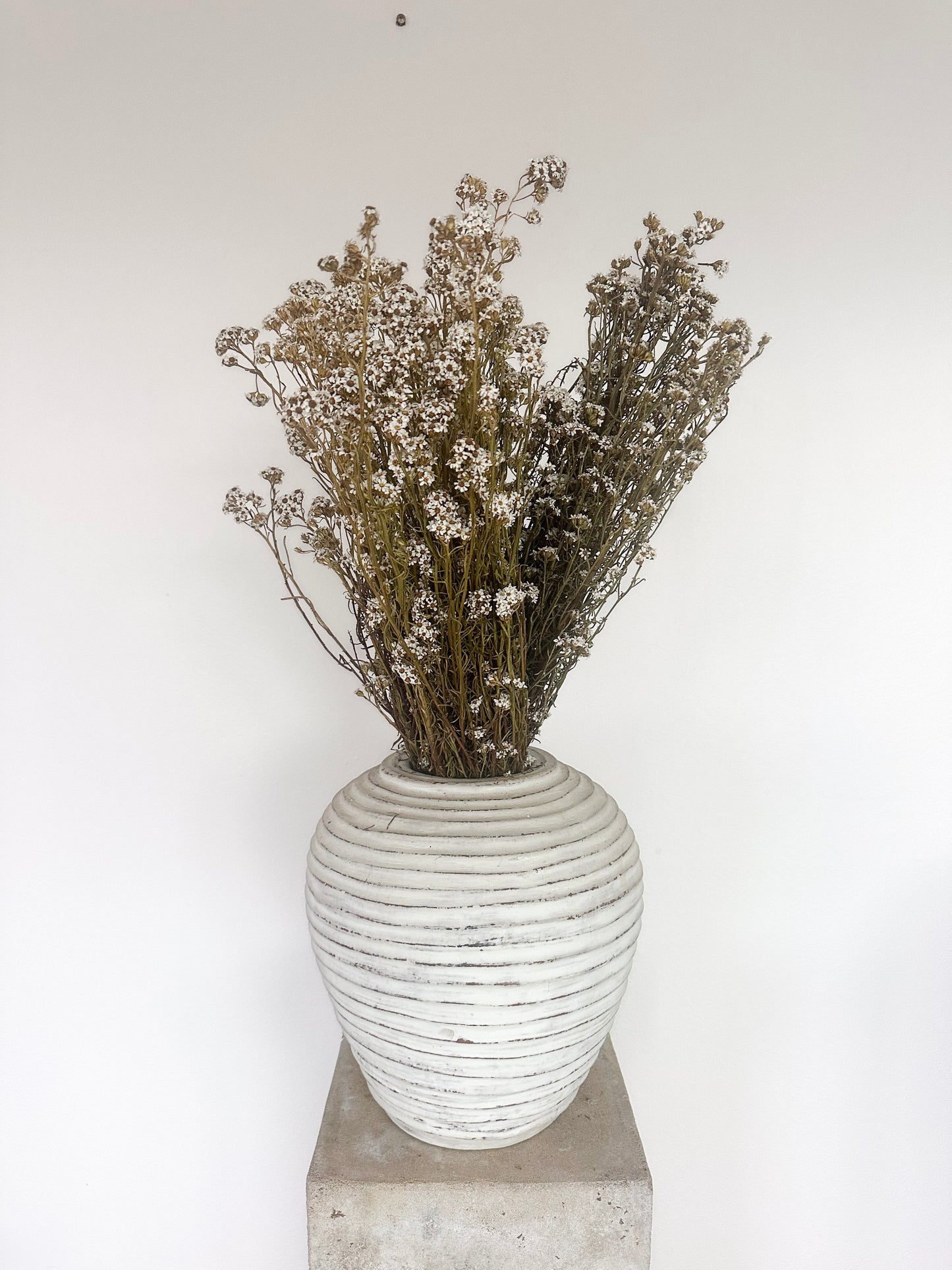 Dried White Daisy