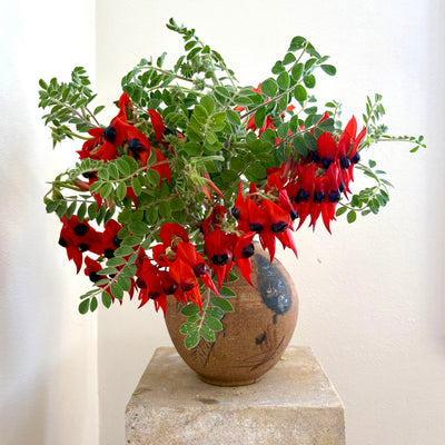 Sturt Desert Pea arrangement in second-hand vase
