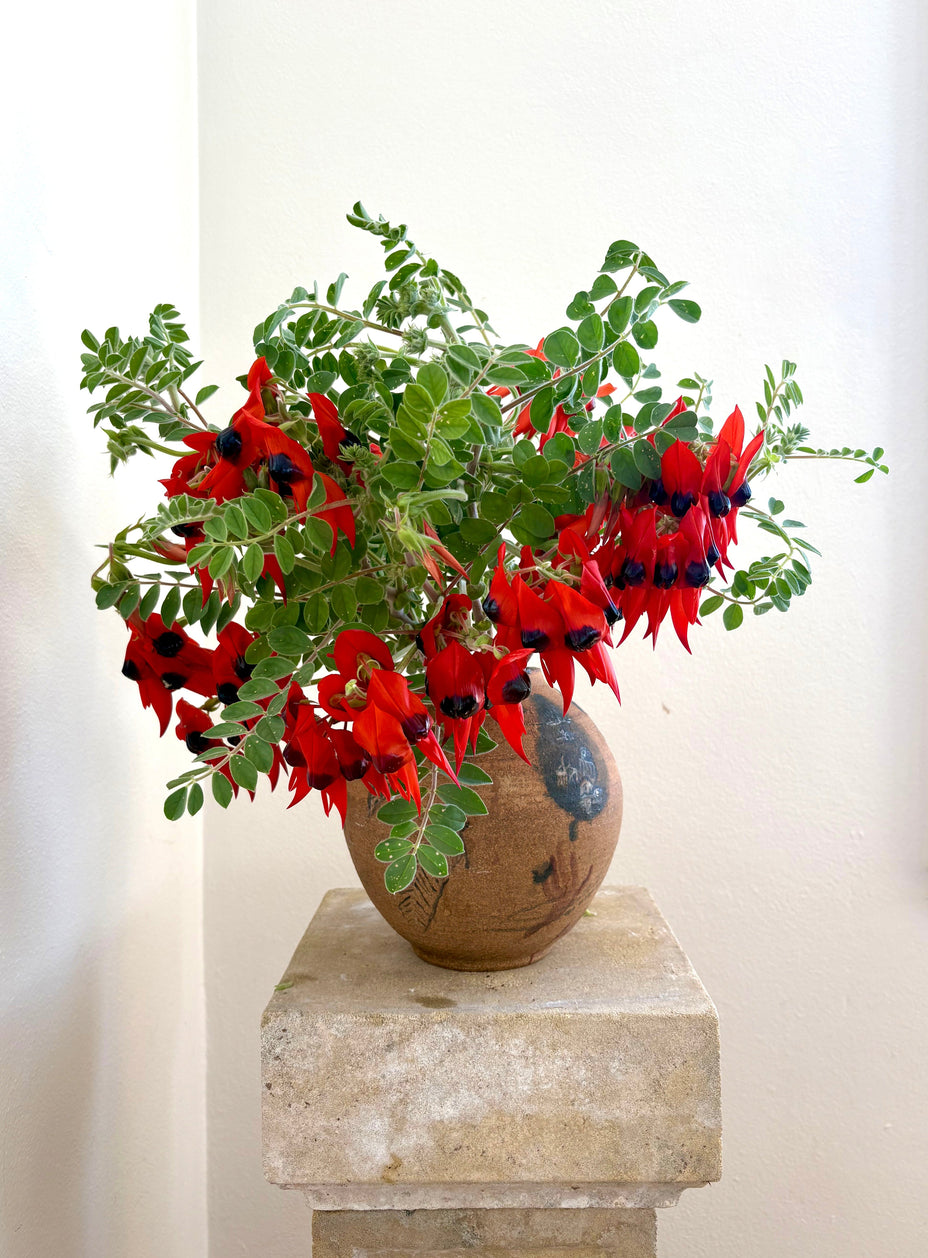 Sturt Desert Pea arrangement in second-hand vase